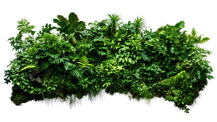 Obraz premium green growth decoration on transparent background