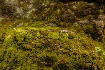 A big rock covered in moss in the light of the morning; in a forest in the eastern Andean mountains of central Colombia, near the Iguaque natural reserve.