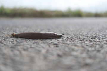 A slug is laying on the ground