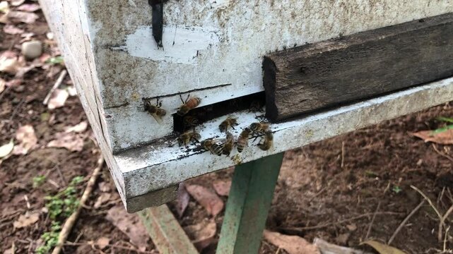 Honey Bee's nive 
