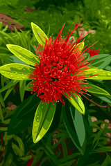This image features the vivid red bloom of Xanthostemon chrysanthus, a tropical ornamental plant widely known in Thailand as 