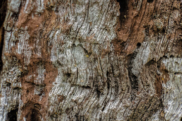 The texture of an old weathered tree bark; focus stacked macrophotography captured in a farm in the eastern Andean mountains of central Colombia, near the Iguaque natural reserve.