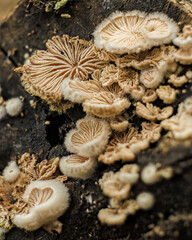 Very tiny peeling oysterling  fungi colony growing at the end of a rotten branch; stacked macrophotography captured in a forest in the eastern Andean mountains of central Colombia