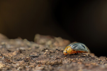 Pleasing fungus beetle feeding on a rotten log; macro photography captured in a forest in the...