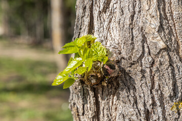 A beautiful mulberry tree with green young branch against a clear blue sky on a sunny day