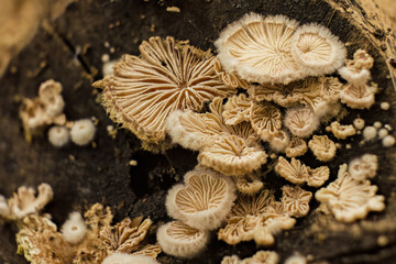 Very tiny peeling oysterling  fungi colony growing at the end of a rotten branch; stacked...