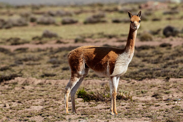 wild vicuñas roam the highlands of the Peruvian Andes — guardians of the puna and symbols of natural elegance. Their golden fleece glows under the Andean sun, a reminder of nature’s quiet majesty
