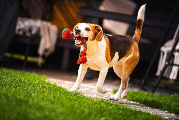 Beagle dog, walks on the grass, playing fetch