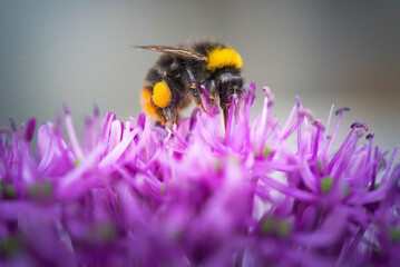 Closeup of bumblebee feeding nectar of garlic flowers