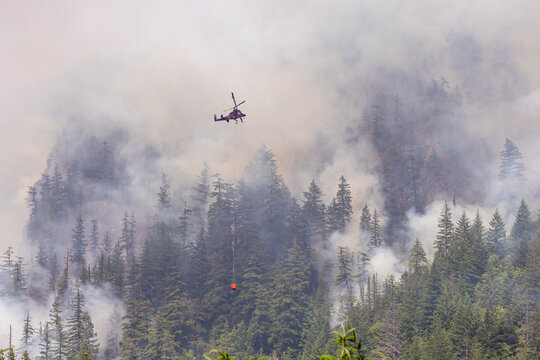 Fototapeta Helicopter Extinguishing Forest Fire in Smoky Woodland of Squamish, BC, Canada