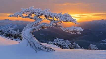 Winter sunrise over a snow-covered mountain landscape with a gnarled, frosted tree