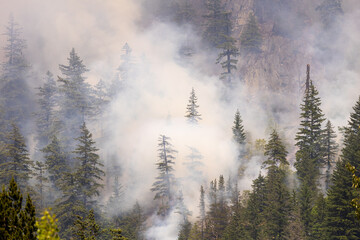 Forest Fire Smoke Rising in the Pines of Squamish, British Columbia, Canada