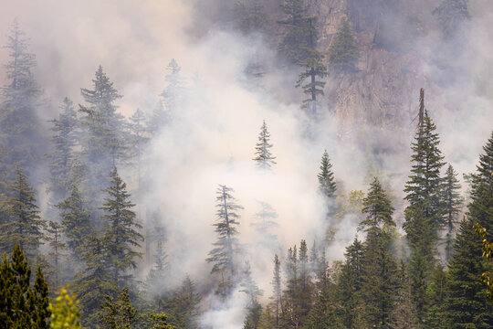 Fototapeta Forest Fire Smoke Rising in the Pines of Squamish, British Columbia, Canada