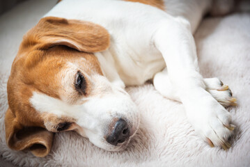 A Beagle dog is comfortably laying down on a bed