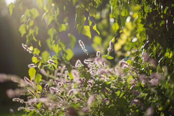 Sunlight shines through leaves, creating a magical atmosphere in a blooming garden