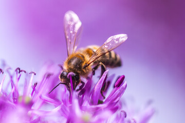 Close up of European honey bee on violet Allium flower