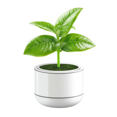 Green indoor plant growing in a sleek white pot on a bright background during daytime