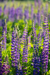 Purple lupines sway in the bright summer light, creating a serene atmosphere