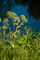 Fototapeta premium A bright wildflower stands by the calm river, surrounded by green and shimmering light