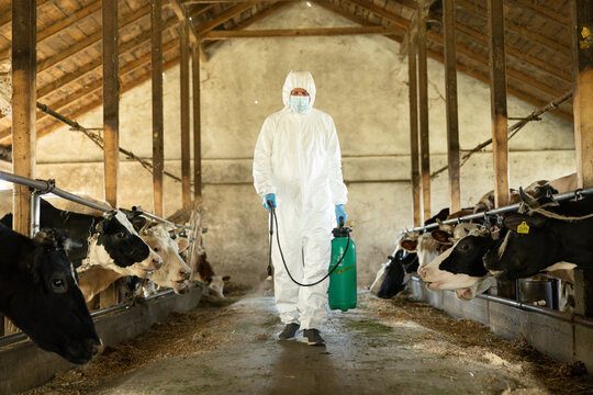 A man in a white protective suit disinfects a barn, ensuring a safe and healthy environment for the cows in the barn