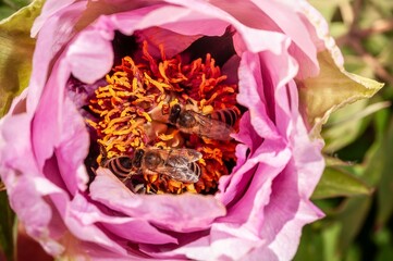 Bees gather nectar and pollen from a vibrant pink peony flower