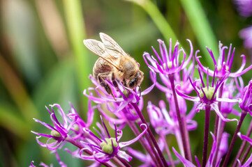 A honeybee gathers pollen on a vibrant purple allium flower in bright sunlight.