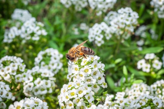 A bee gathers nectar from white flowers in a sunlit garden. - Powered by Adobe
