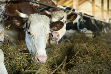 Two dairy cows in a barn, engaged in eating hay, capturing the essence of farm life and livestock care.