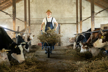 A dedicated farmer tending to cows, transporting hay in a wheelbarrow within a rustic barn setting, showcasing farm life.