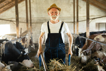 A joyful farmer stands in a barn, showcasing his connection with cows and traditional farming practices using hay.