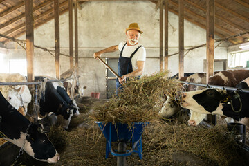 The farmer energetically feeds cows in a rustic barn, embodying the spirit of hard work and dedication to animal care.