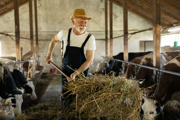 A dedicated farmer is seen carefully feeding hay to cows, illustrating the commitment in animal husbandry and farm life.