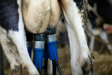 A detailed close-up of milking equipment shows the technological advancements in dairy farming and animal care practices.
