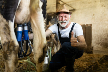 An elderly farmer joyfully milking a cow using modern equipment in a rustic barn setting with straw on the floor. showing thumbs up