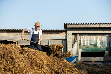 An older farmer shoveling manure with a pitchfork, demonstrating the hard work involved in maintaining a healthy farm environment.