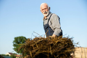 An elderly man joyfully working with hay, showcasing his love for farming and connection to the land in a bright, sunny environment.