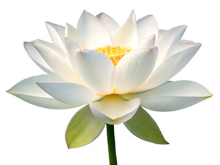 vietnamese lotus flower fresh white background