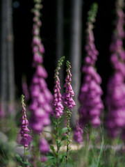 Schöner blühender Fingerhut im Fichtenwald (Digitalis purpurea)
