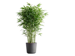 vietnamese bamboo plant in pot isolated white background