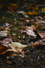 Morning Dew on Fallen Autumn Leaves in the Forest