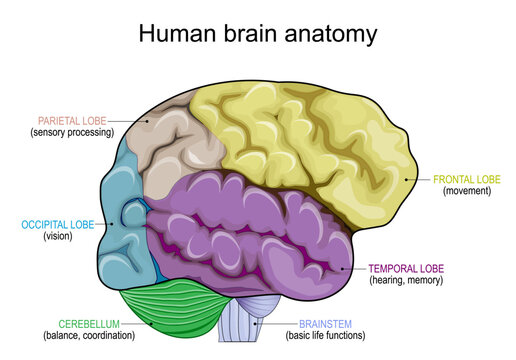 Human brain anatomy.