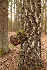 Birch bark, the texture of tree bark. Birch tree trunk