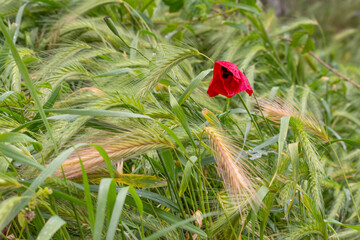 A vibrant red poppy flower stands out amidst a field of green barley, showcasing the contrast...
