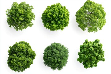 Six lush green trees overhead view isolated on white background