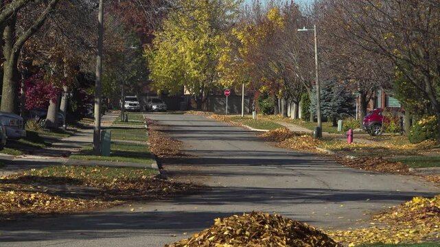 Colourful leaves on a sunny suburban street during the fall. A car and a cyclist ride by as leaves slowly fall to the ground.