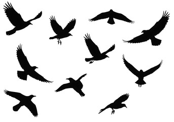 Silhouettes of birds flying isolated on white background in various poses