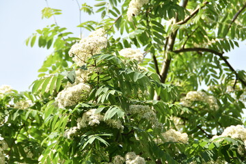 Rowan branches are blooming in nature in early summer.