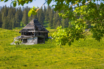 Old abandoned wooden mountain hut surrounded by wildflowers and forest, symbolizing rural decay and the passage of time in a pristine natural landscape.