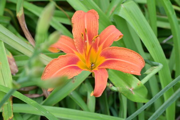 Insect in a Daylily Flower Bloom