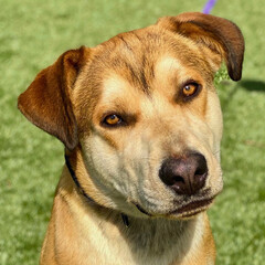 Golden Lab Mix Tilts Head with Intense Stare